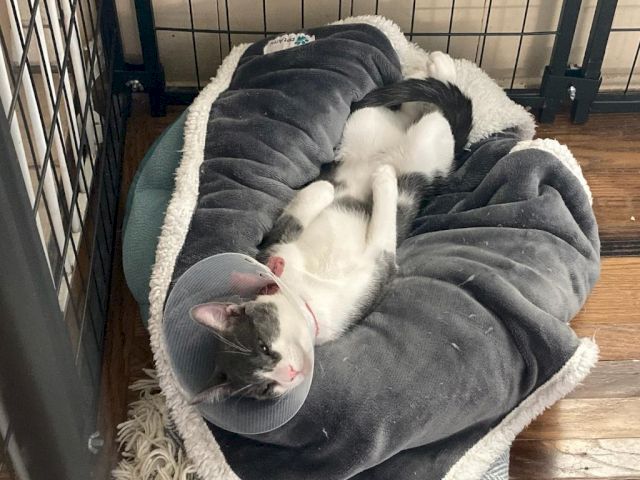 A gray-and-white cat is curled up asleep in a soft bed with a tiny kitten nestled against it.
