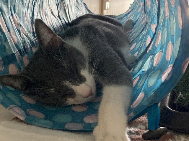 A gray cat naps on a bed in front of a blue wave-like play tent, with a paw reaching forward.