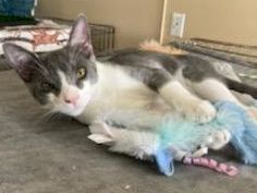 A grey-and-white cat lies stretched out on a bed, cuddling a blue blanket.