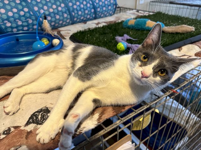 A gray-and-white cat lounges in an outdoor playpen with colorful toys, looking straight at the camera.