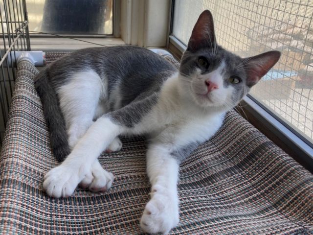 A gray-and-white cat lounges on a patterned cushion by a window, stretching out while looking toward the camera.