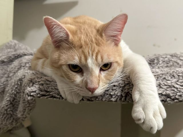 A ginger-and-white cat lounging on a gray blanket, staring calmly at the camera with sleepy, curious eyes.