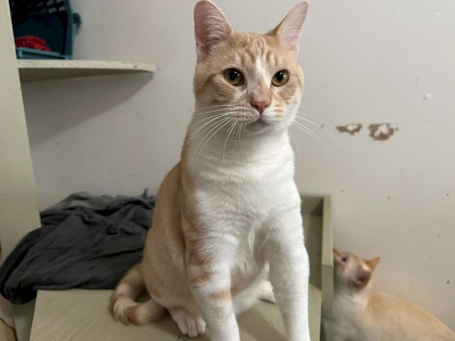 A beige-and-white cat with big eyes sitting indoors on a bed, watching the camera while a second kitten peeks from below.