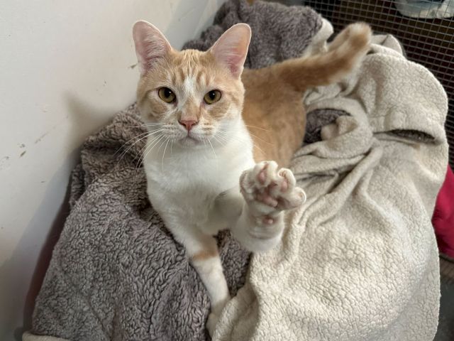 A ginger-and-white cat lounges on a soft blanket, paws tucked, looking calmly at the camera.