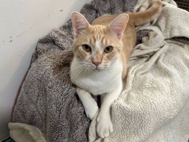 A cream-and-white cat with yellow eyes lounges on a gray blanket, looking curiously at the camera.