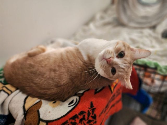 An orange kitten lies on a patterned blanket, staring at the camera with wide eyes.