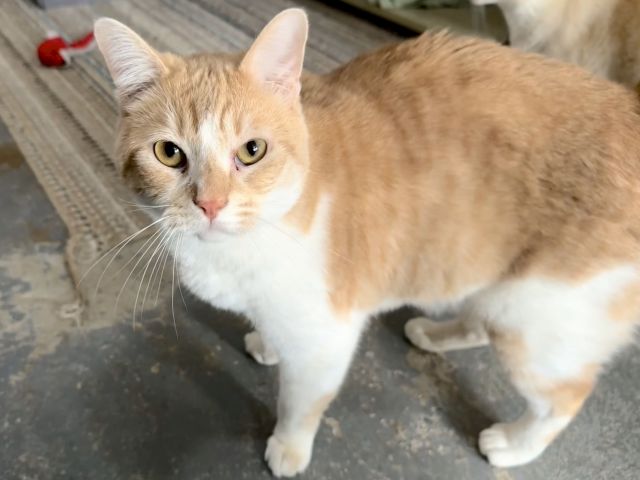 A ginger-and-white cat lounges on the floor, amber eyes watching, with a red toy behind it.