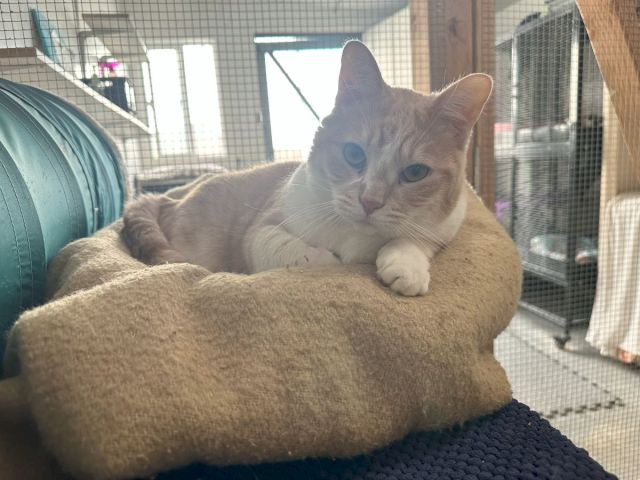A gray-and-white cat lounges on a cushioned bed inside a pet enclosure, looking toward the camera with calm, alert eyes.