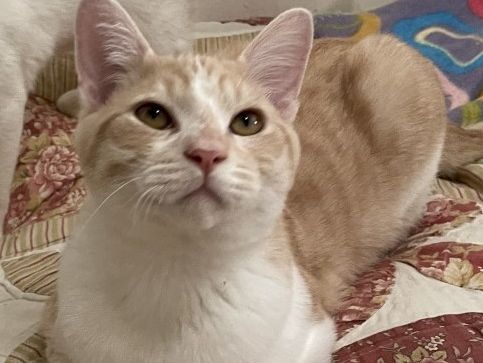 A beige-and-white cat with heterochromia eyes lies on a bed, looking straight at the camera.