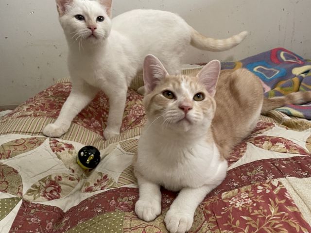 Two cats, one white and one cream, lounge on a quilted bed, looking at the camera.