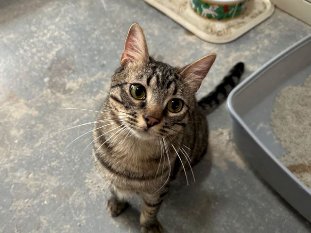 A curious tabby cat stands close to a food bowl, looking up with bright green eyes and whiskers.