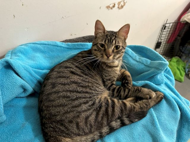 A tabby cat lounges on a blue blanket, watching the camera with big alert eyes.