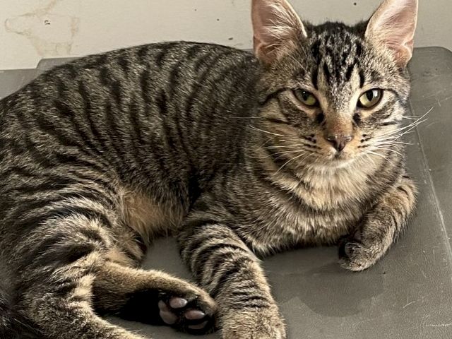 A striped tabby cat lies stretched out indoors, staring toward the camera with alert green eyes.