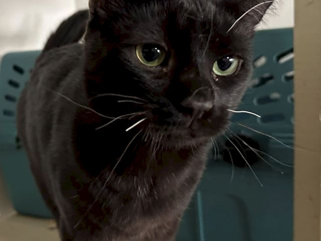 A black cat with green eyes peeks from inside a small box or enclosure, looking up curiously.