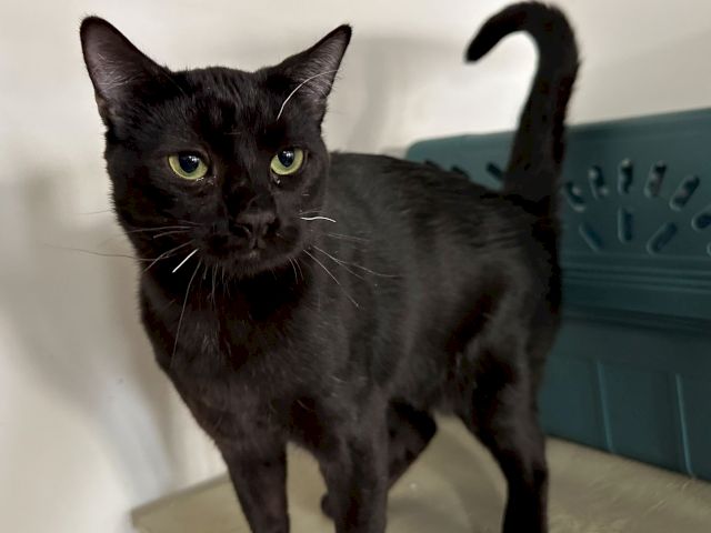 A black cat with yellow-green eyes sits beside a blue cabinet, staring straight at the camera.