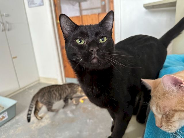 A black cat with green eyes peeks out from a doorway, staring at the camera beside a tan cat on a carpet.