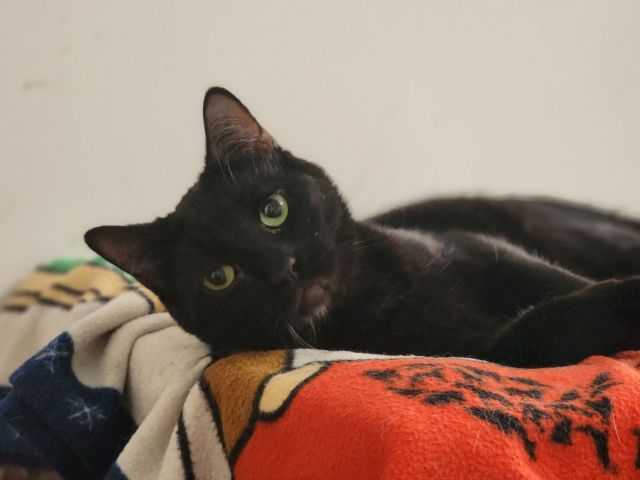 A black cat with green eyes lounges on a blanket, cuddling close to a colorful stuffed plush toy.