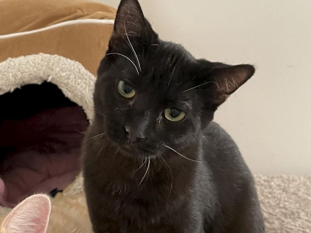 A black cat with green eyes lounges on a couch under a blanket, looking curious and alert.