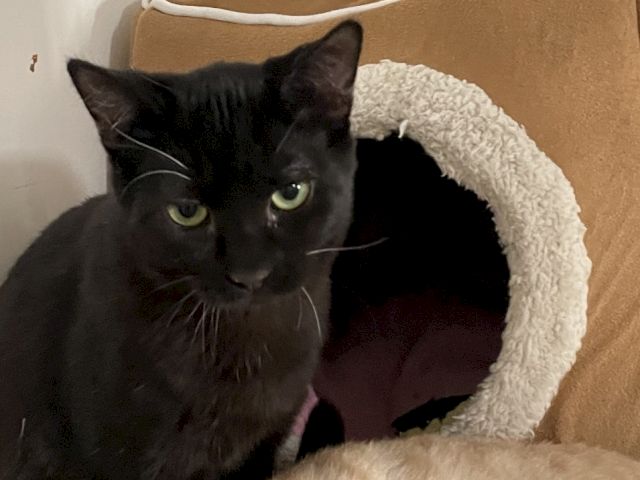 A black cat lounges in a cozy cat bed, peering out with bright yellow-green eyes.