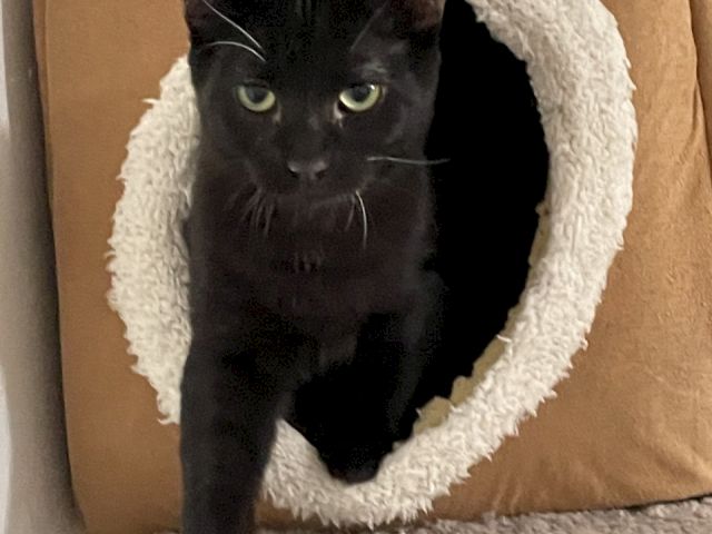 A black cat peeks out from a cozy cardboard box lined with a white blanket, standing on a gray carpet.