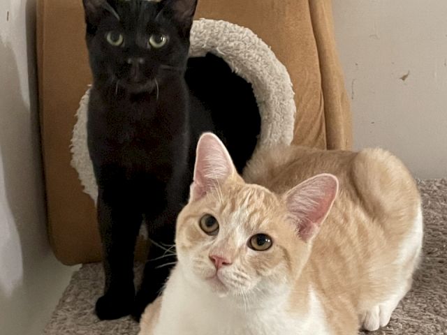 A black cat and a cream cat cuddle on a carpet in front of a cozy cat house.