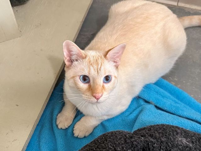A ginger-and-white cat with blue eyes lounges on a blue blanket, sunbathing beside a dark cushion.
