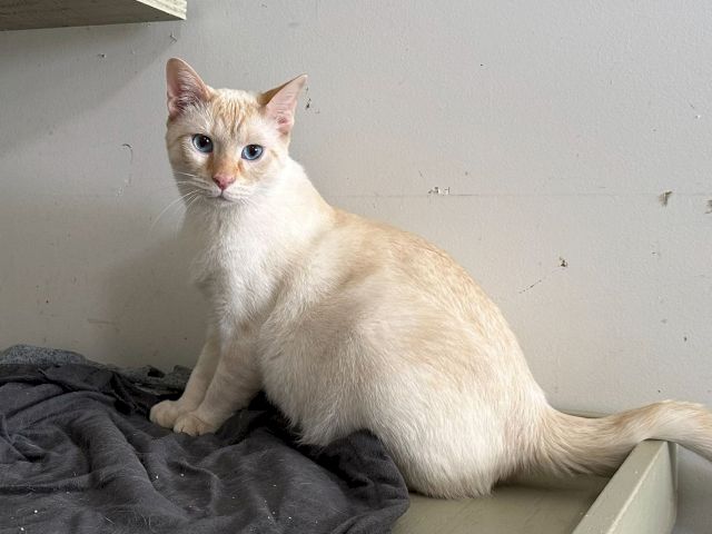 A cream-colored cat with striking blue eyes lounges on a dark blanket against a plain wall.