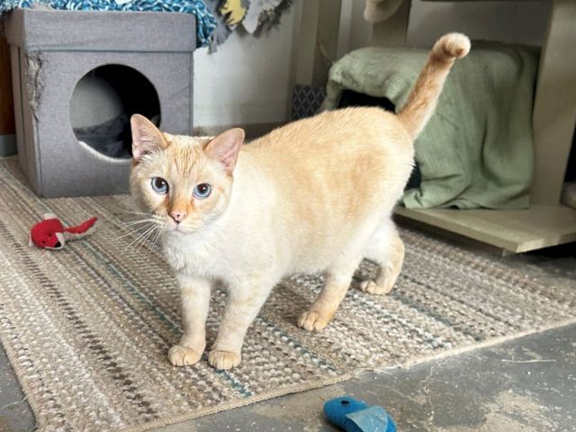 A tan-and-white cat stands on a carpet by a cat bed and toy mouse, watching the camera.