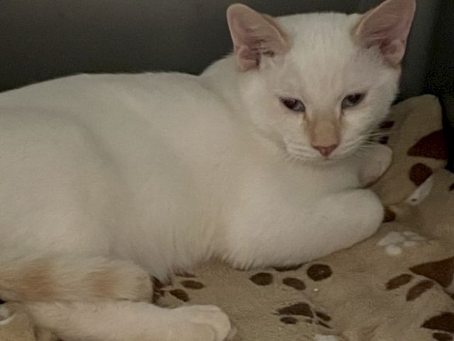A white cat lounges on a patterned blanket, eyes half-open, looking at the camera like it&rsquo;s napping contently.