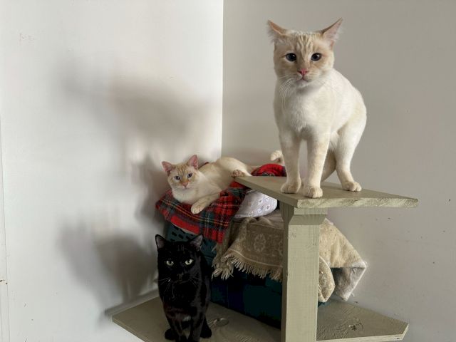 Three cats&mdash;two white and one black&mdash;sit on a cat tree beside a blanket, posing for the camera.