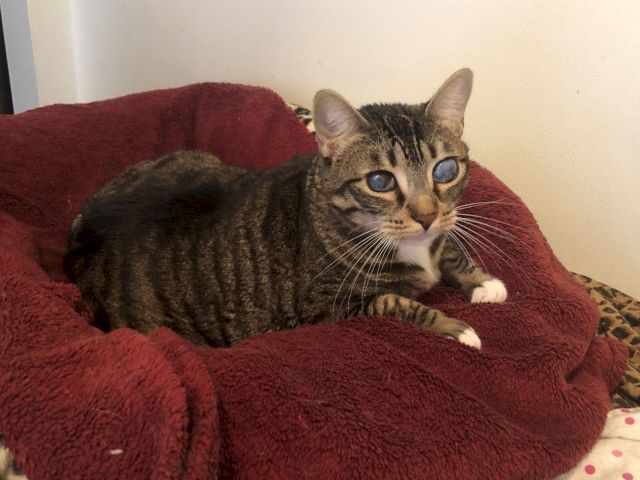 A small tabby kitten curled up on a red blanket, peeking at the camera with big blue eyes.