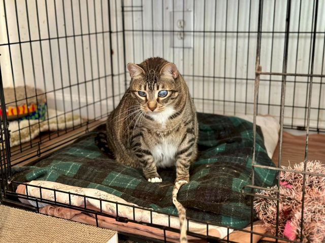 A brown tabby cat sits in a metal cage on a blanket, staring at the camera.