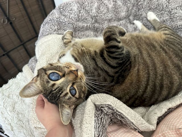 Two tabby cats cuddle on a cozy blanket, with wide blue eyes and soft paws, while one rests on its back, purring.
