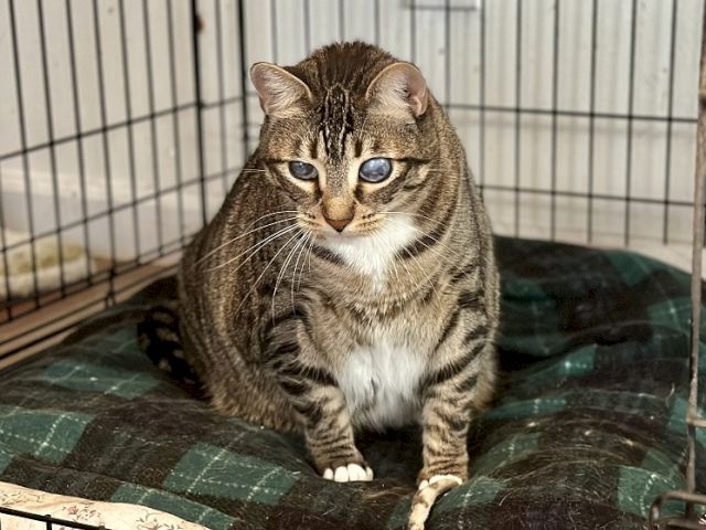 A brown tabby cat sits in a cage on a patterned blanket, looking straight at the camera with calm, alert eyes.