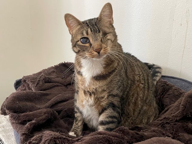 A gray-brown tabby cat lounges on a fuzzy blanket, staring thoughtfully at the camera.