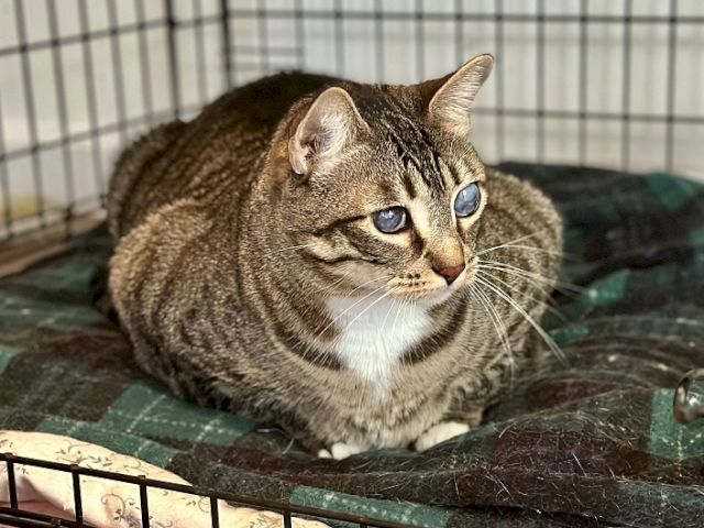 A brown tabby cat with blue eyes lies on a blanket inside a wire enclosure.