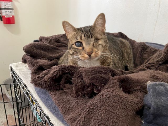 Animal Assistance League of Orange County