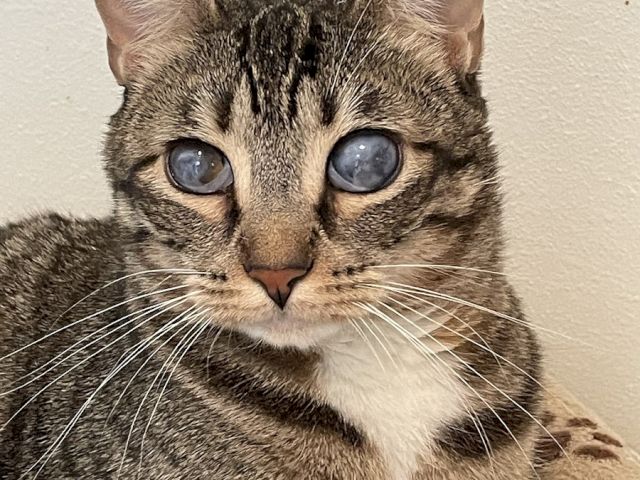 A close-up of a tabby cat with big blue-gray eyes, perching against a plain wall, looking calmly at the camera.