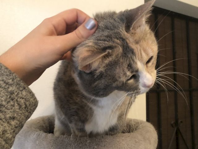 A gray tabby cat is being gently petted by a hand, relaxing on a cushion indoors.