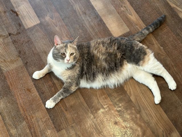 A brown-and-white tabby cat stretches out on a wooden floor, looking tired but calm.