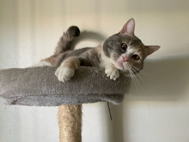 A gray-and-white cat pair are cuddling on a plush scratching post, looking at the camera.