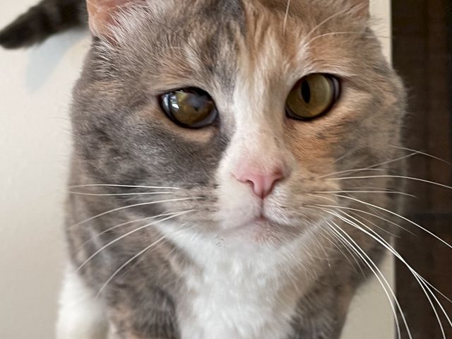 A close-up of a gray tabby cat with amber eyes, staring at the camera with a curious expression.