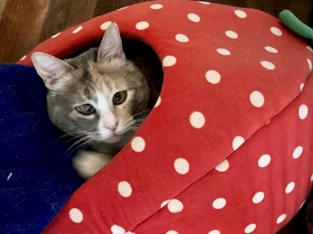 A gray tabby kitten peeks from under a red polka-dotted blanket, looking curious and cozy, with a green toy nearby.
