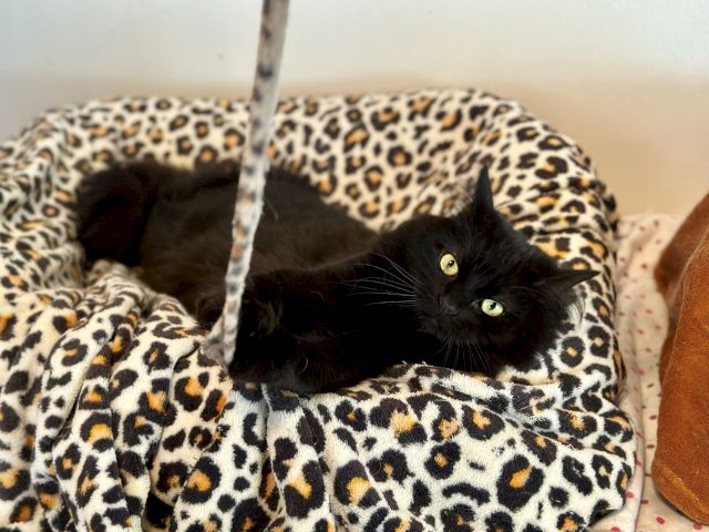 A black cat with yellow-green eyes is lying on a leopard-pattern blanket, peeking out from under the warm fabric.
