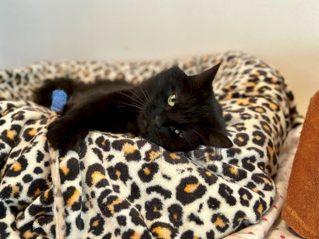 A black cat lounges on a patterned blanket, eyes open and comfy, as a blue toy lies nearby.