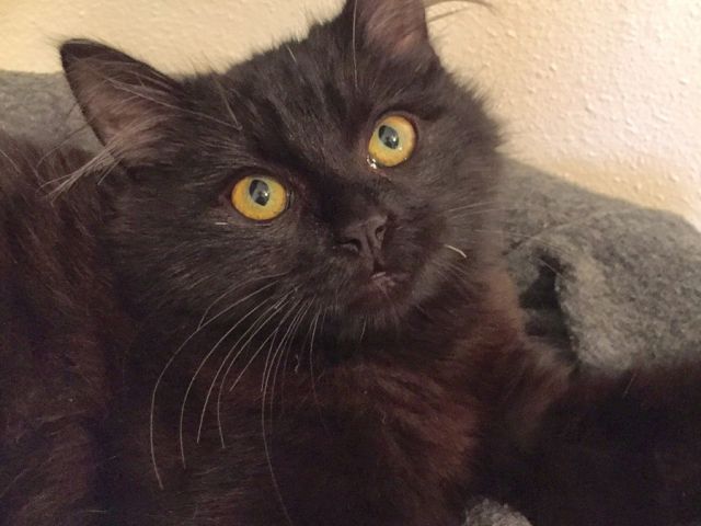 A close-up of a fluffy black cat with big yellow eyes, lying on a gray blanket.