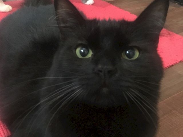 A cute black cat with bright green eyes lounges on red cushions, staring straight at the camera.