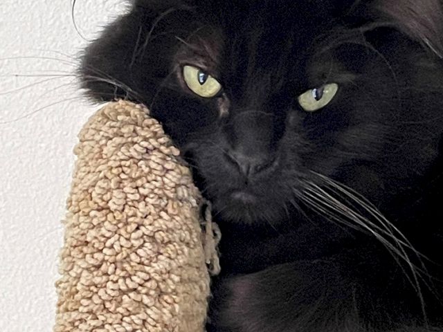 A black cat rests its face against a tan plush toy, glaring softly in a cozy close-up.