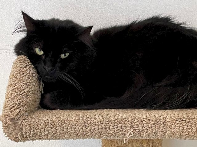 A black cat lounges on a beige cat tree, hugging a plush toy and staring toward the camera.