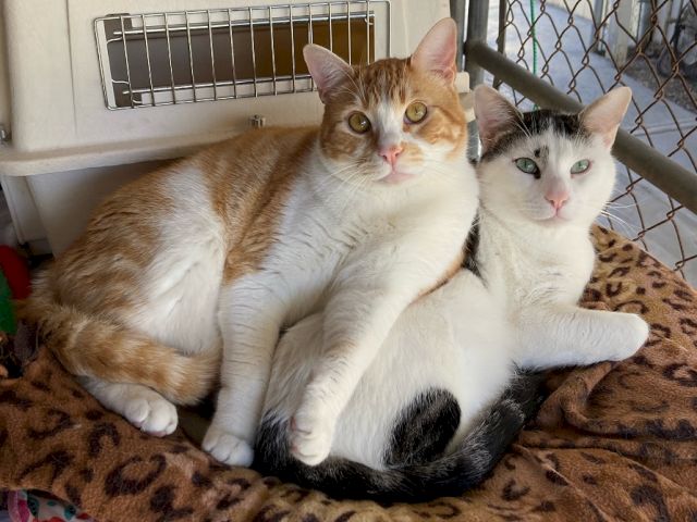 Animal Assistance League of Orange County